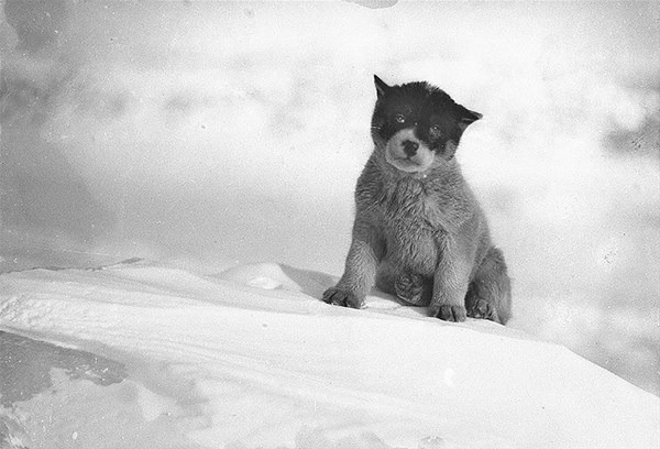 <p>1911 yılında bir grup bilim adamı ve maceraperest Antarktika'nın Macquarie Adası'nı ziyaret ettiler. Bir yavru köpek, 1912</p>
