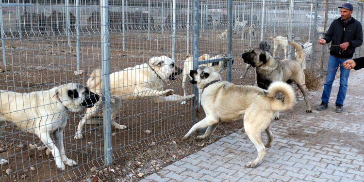 <p>İri vücut yapısı, kafa şekli ve heybetli görünümü dolayısıyla ''Anadolu aslanı'' olarak adlandıran Kangal köpeklerinde, dişilerde "zarif" erkeklerde ise "heybetli" isimler tercih ediliyor.</p>

<p> </p>
