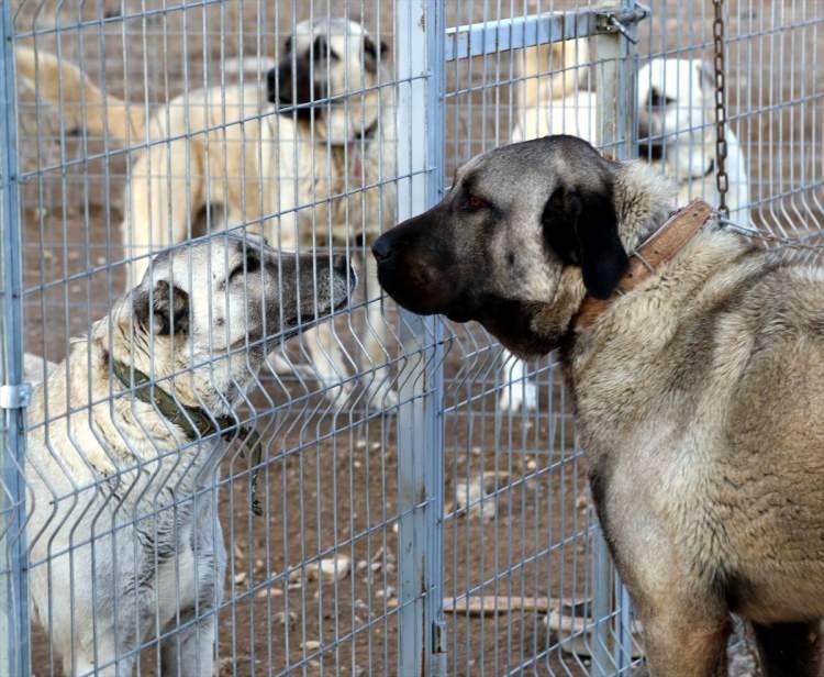 <p>İri vücut yapısı, kafa şekli ve heybetli görünümü dolayısıyla ''Anadolu aslanı'' olarak adlandıran Kangal köpeklerinde, dişilerde "zarif" erkeklerde ise "heybetli" isimler tercih ediliyor.</p>
