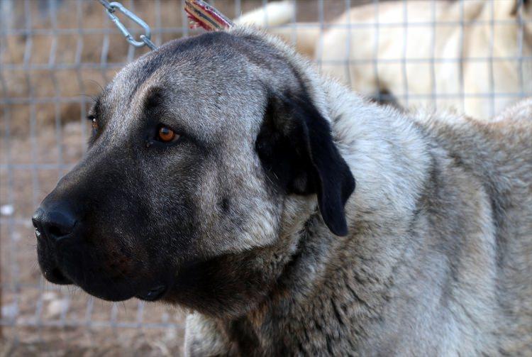 <p>İri vücut yapısı, kafa şekli ve heybetli görünümü dolayısıyla ''Anadolu aslanı'' olarak adlandıran Kangal köpeklerinde, dişilerde "zarif" erkeklerde ise "heybetli" isimler tercih ediliyor.</p>

<p> </p>
