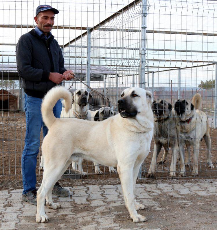 <p>İri vücut yapısı, kafa şekli ve heybetli görünümü dolayısıyla ''Anadolu aslanı'' olarak adlandıran Kangal köpeklerinde, dişilerde "zarif" erkeklerde ise "heybetli" isimler tercih ediliyor.</p>

<p> </p>
