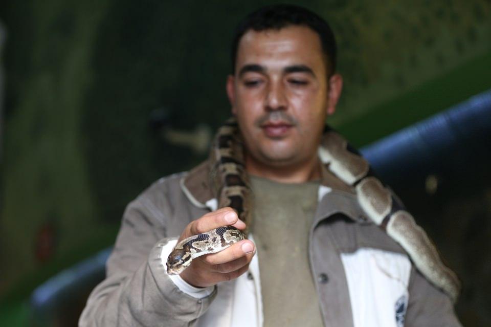 <p>Kayseri Organize Sanayi Bölgesi'nde uzun yıllar CNC operatörü olarak çalışan Fatih Özkal, 2 yıl önce işini bıraktıktan sonra zorlu bir mesleği tercih ederek Anadolu Harikalar Diyarı'ndaki Sürüngen Evi'nde cam fanus içinde bulunan yaklaşık 12 çeşit yılanın bakıcılığını yapmaya başladı. </p>

<p> </p>
