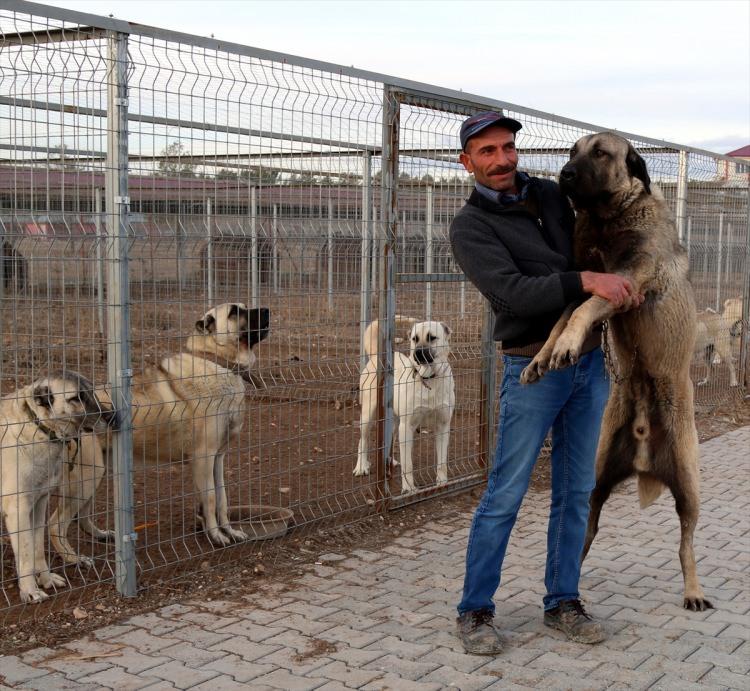 <p>İri vücut yapısı, kafa şekli ve heybetli görünümü dolayısıyla ''Anadolu aslanı'' olarak adlandıran Kangal köpeklerinde, dişilerde "zarif" erkeklerde ise "heybetli" isimler tercih ediliyor.</p>
