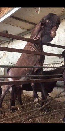 <p>Feneru, "Halep ya da Şam keçisi olarak bilinen bu canlı Suriye, Kıbrıs ve Lübnan'da yetişir ve süt üretiminde kullanılır. Bu keçi ise mutasyona uğramış, ayrıca hayvanın kulakları çok uzun olduğu için kesilmiş olabilir" dedi. </p>
<p> </p>