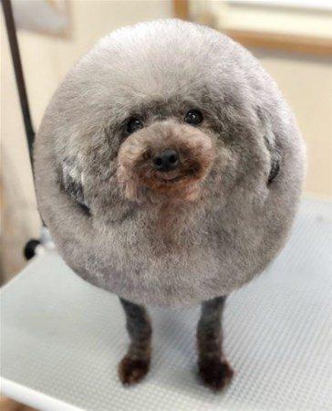 <p>Tüyleri yüzünden sosyal medyada olay olan köpek.</p>

<p> </p>
