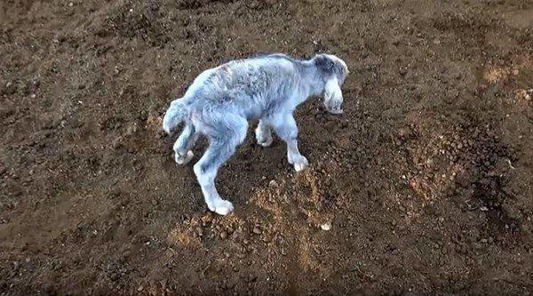 <p>Arjantin’in San Luis kentinde bir çiftlikte çıkıntılı gözleriyle insanı andıran bir keçi doğdu. Görenleri şaşkına çeviren insan görünümlü keçi, doğumunun ardından sadece üç saat hayatta kalabildi. İşte o keçinin birbirinden ilginç fotoğrafları.... </p>
<p> </p>