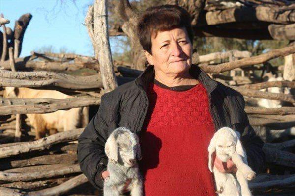 <p>İnsanı andıran bir yüzle doğan keçinin sahibi olan Gladys Oveido, yeni doğan üç keçisi içindeki bu keçiyi ilk gördüğünde garip yüzü nedeniyle şok olduğunu, başına ilk kez böyle bir şey geldiğini ve kafasının allak bullak olduğunu söyledi.</p>
<p> </p>