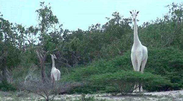 <p>Kenya'da bulunan bembeyaz zürafalar.</p>
<p> </p>