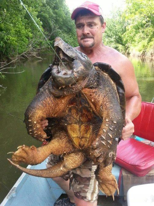 <p>Oklahoma’da bulunan Eufala Gölü’nde balık tutan Dave Harrell, oltasıyla devasa bir “timsah kapan kaplumbağası” yakaladı. Eufala Gölü’nde kedi balığı yakalamak için teknesiyle göle açıldığını belirten Dave Harrell, oltasıyla yakaladığı timsah kapan kaplumbağasını görünce şaşkına döndüğünü ifade etti...</p>
<p> </p>