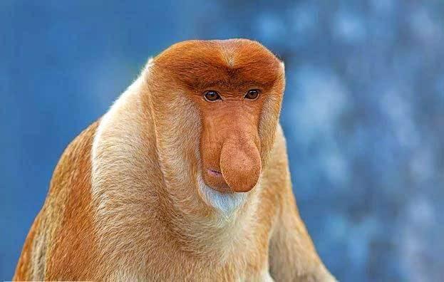 <p>Proboscis maymunu: Asya'nın yerli bir türü olan bu maymunlar, genellikle Borneo'da yaşar. Sarkık burunlarını dişileri ve diğer maymunları etkilemek için kullanırlar.</p>

<p> </p>
