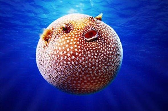 <p>Balon BalığıPasifik Okyanusu'nda yaşayan bu balık türü 50 santimetreye kadar genişleyebilir.</p>
<p> </p>