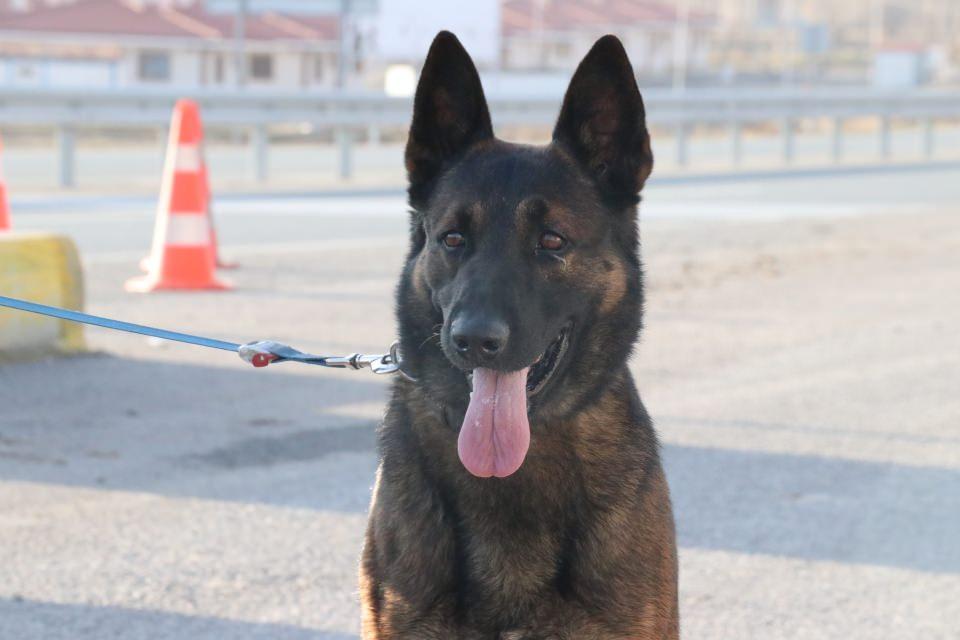 <p>Odin, 3 gün önceki son görevinde ise Erzincan-Erzurum kara yolunun Akyazı mevkisindeki uygulama noktasında şüphe üzerine durdurulan bir tırdaki aramalara katıldı.</p>
<p> </p>