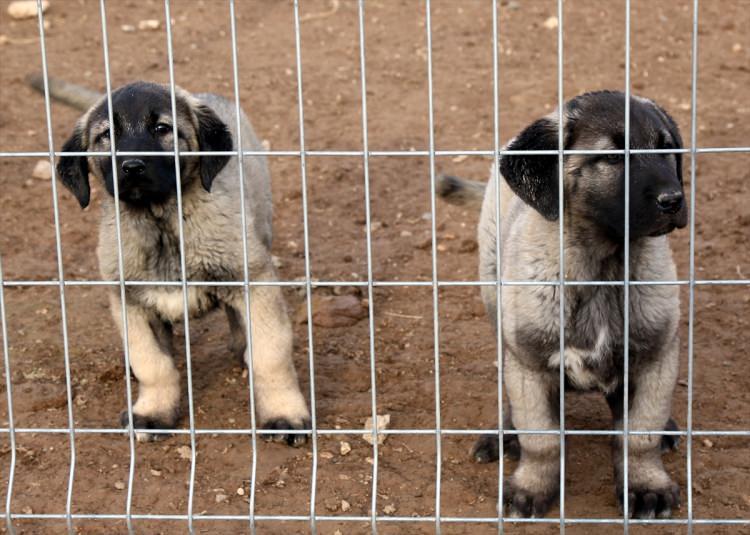 <p>İri vücut yapısı, kafa şekli ve heybetli görünümü dolayısıyla ''Anadolu aslanı'' olarak adlandıran Kangal köpeklerinde, dişilerde "zarif" erkeklerde ise "heybetli" isimler tercih ediliyor.</p>

<p> </p>
