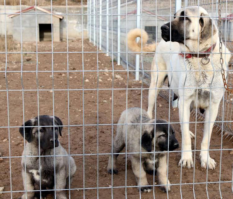 <p>İri vücut yapısı, kafa şekli ve heybetli görünümü dolayısıyla ''Anadolu aslanı'' olarak adlandıran Kangal köpeklerinde, dişilerde "zarif" erkeklerde ise "heybetli" isimler tercih ediliyor.</p>

<p> </p>
