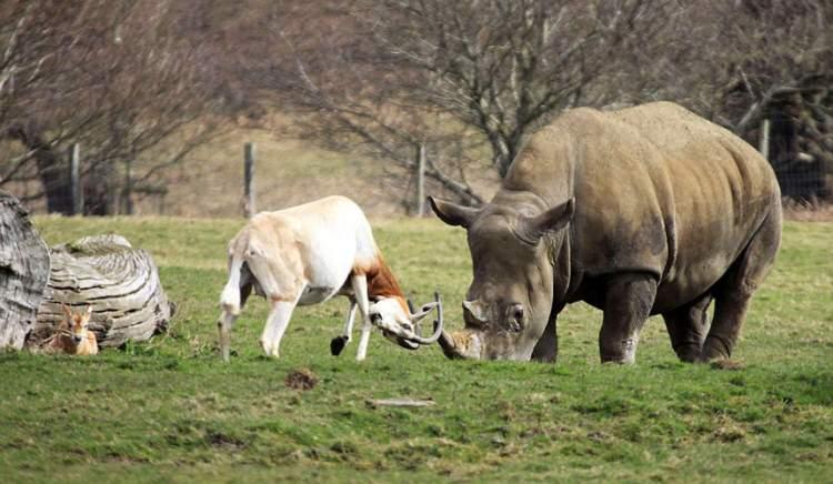 <div>Kendisinden 15 kat daha ağır olan gergedanla yavrusu için mücadele eden antilop park bekçisi Dan Gray tarafından işte böyle görüntülendi.  </div>

<div> </div>
