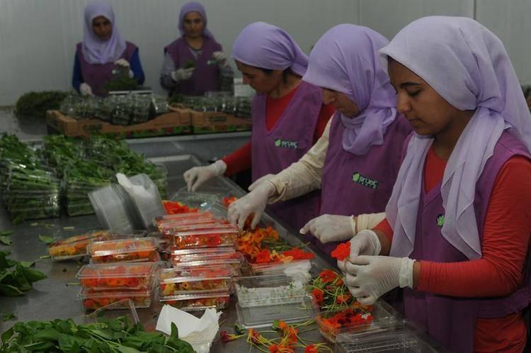 <p>Firma tarafından üretilen yenilebilir çiçekler arasında; Latin çiçeği, çeşitli desenlerde menekşe çiçeği, kristal çiçeği, fasulye çiçeği, tatlı bahar çiçeği, erik çiçeği, salatalık çiçeği, elektrik çiçeği, mor ve beyaz viola, mini karanfil, kabak çiçeği, soğan çiçeği, fesleğen çiçeği yer alıyor.</p>
<p> </p>