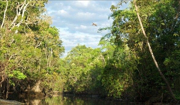 <div>Doğal ortamda sadece Borneo adasında bulunan Proboscis maymunları, Malezya hükümeti tarafından koruma altında bulunuyor.  Yetişkin erkeklerin ağırlığı 24 kilo olabilen Proboscis maymunların boyu ise 75 santimetreye kadar ulaşıyor.</div>

<div> </div>
