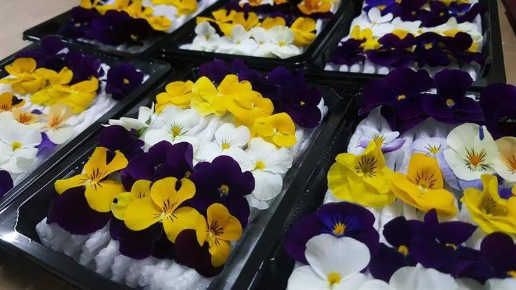 <p>Antalya’da, tarım ürünleri imalatıyla tanınan bir şirket tarafından 13 çeşit yenebilir çiçek üretiliyor. Bazı marketlerde paket halinde satılan rengarenk çiçeklerle özel yemeklerde tabaklar süsleniyor...</p>

<p> </p>
