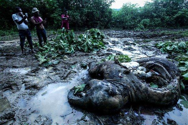 <p>Endonezya'da dişleri için öldürülen ölü bir fil bulundu.</p>

<p> </p>

