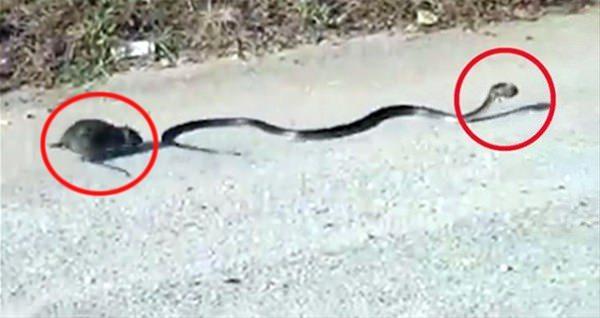 <p>Yavru fareyi kapan yılanın peşinde mücadele eden anne fare kameraya böyle yansıdı. </p>

<p> </p>
