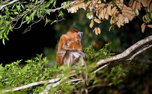 <div>Sadece tropikal yağmur ormanlarının yoğun olarak bulunduğu dünyanın en büyük 3. adası olan Borneo adasında bulunan Proboscis maymunları yiyecek için 40 metre genişlikteki nehri geçmek zorunda kaldı. Maymunlar 20 metre yükseklikteki ağaçtan yavrularıyla birlikte riskli bir atlayış yaptı.</div>

<div> </div>
