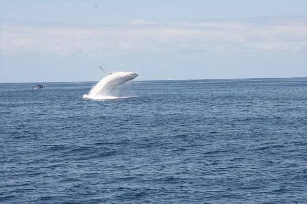 <p>Amerikalı yazar Herman Melville’in dünyaca ünlü romanı Moby Dick‘i ekrana getiren ve beyaz gövdesi ile suyun altında mavi bir floresan gibi parlayan dev canlı araştırmacılar ve bilim adamları tarafından el üstünde tutuluyor. </p>

<p> </p>
