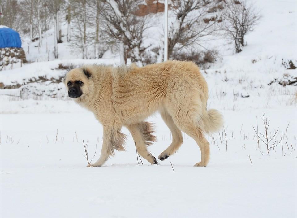 <p>Bitlis </p>
