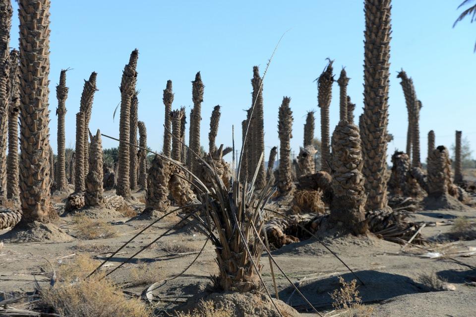 <p>Kirman başta olmak &uuml;zere g&uuml;neydeki eyaletlerde &ouml;zellikle kırsal kesimde yaşayan halkın en temel ge&ccedil;im kapısı olan hurma sekt&ouml;r&uuml;, &uuml;lkenin neredeyse tamamında etkili olan kuraklık nedeniyle zor g&uuml;nler ge&ccedil;iriyor.</p>

<p>&nbsp;</p>

