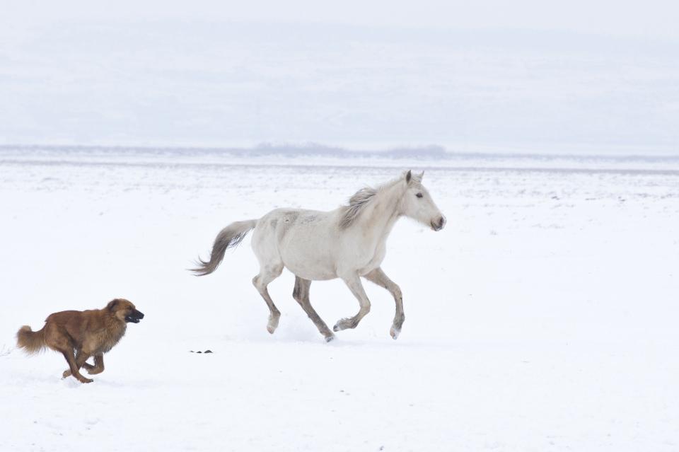 <p>Erciyes Dağı'nın eteklerinde yaşayan ve kış mevsiminin gelmesiyle ayrı bir görsel güzelliğe bürünen yılkı atları, foto safari turları kapsamında yerli ve yabancı turistlerden büyük ilgi görüyor.</p>