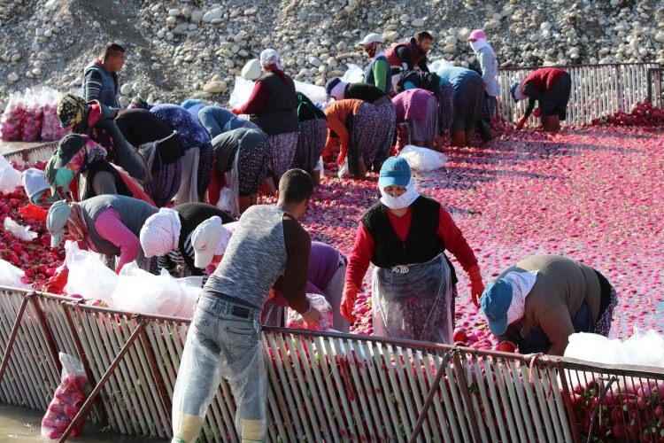 <p>İl&ccedil;ede bulunan Savrun &Ccedil;ayı &uuml;zerinde kurulan ve halk arasında 'Turplar Vadisi' olarak anılan b&ouml;lgedeki turp havuzları drone ile havadan g&ouml;r&uuml;nt&uuml;lendi.&nbsp;</p>
