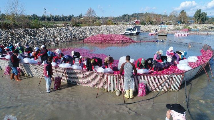 <p>&Uuml;reticiler ise d&ouml;nem başında fiyattan ve rekolteden memnun olduklarını dile getirdiler.&nbsp;</p>
