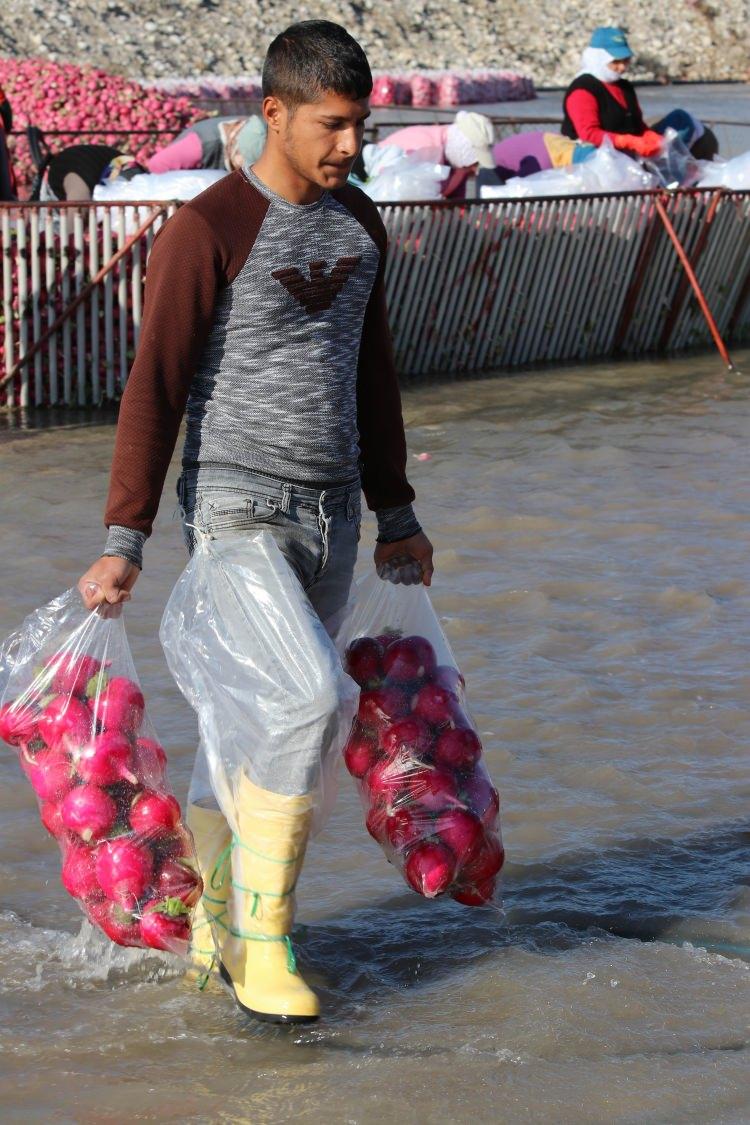 <p>Turpun Kadirli ekonomisi i&ccedil;in bacasız fabrika olduğunu belirten Turp &Uuml;reticileri Birliği Başkanı Soner Topalhan, turp sayesinde il&ccedil;eye 100 milyon TL gibi bir rakam girdiğini belirterek, &ldquo;Turp il&ccedil;emiz i&ccedil;in &ouml;nemli bir gelir kaynağı.&nbsp;</p>
