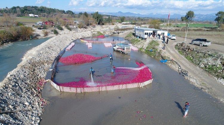 <p>Ancak şu anda y&uuml;zde 100&rsquo;&uuml;n&uuml; Kadirli sağlıyor diyebiliriz. Sezonun başı yağmurlu ve soğuk ge&ccedil;ti.&nbsp;</p>

