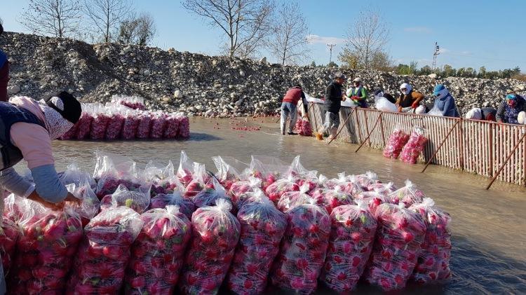 <p>İl&ccedil;e ekonomisine yılda yaklaşık 100 milyon lira katkı sağlayan turp tarladan sofraya zahmetli bir yolculukla ulaştırılıyor.&nbsp;</p>
