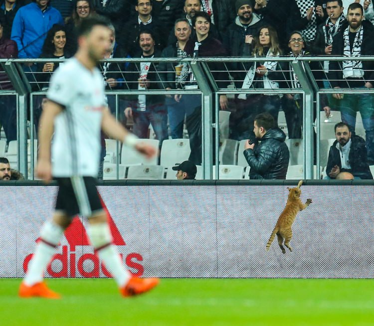 <p>Sahadaki kedi - Salih Zeki Fazlıoğlu</p>
