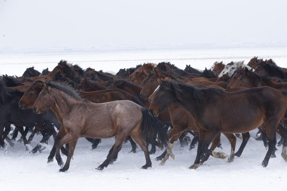 <p>Kendilerine hayranlık uyandıracak şekilde hareket eden ve sürü halinde koşan atlar, Türkiye'nin dört bir yanından gelen fotoğrafçıların yakaladığı renkli karelerle turizme katkı sağlıyor.</p>

<p> </p>

