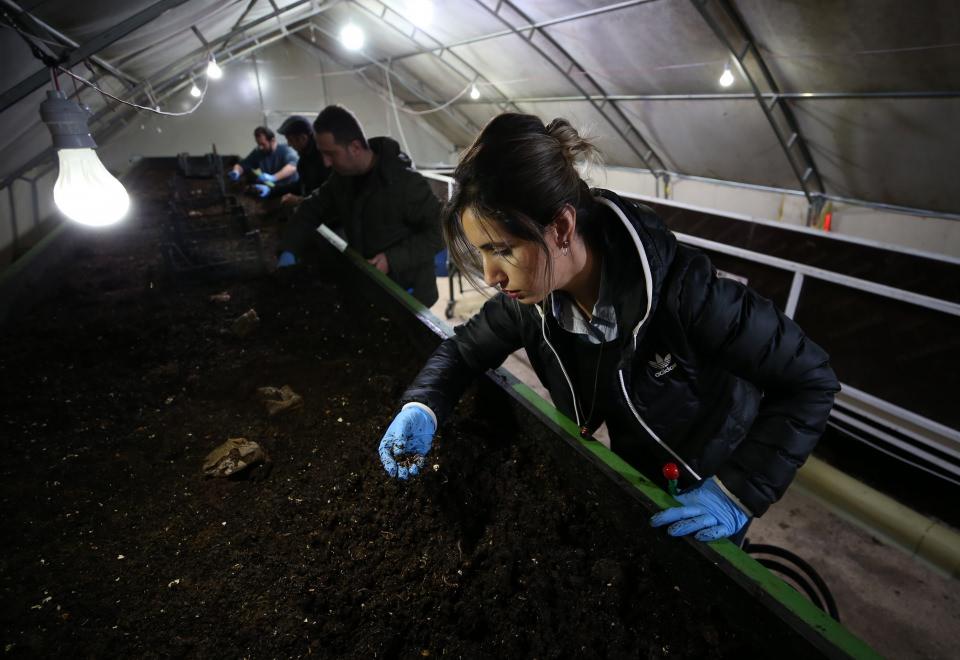 <p>Erdek Belediyesi Tarımsal Hizmetler M&uuml;d&uuml;rl&uuml;ğ&uuml;n&uuml;n organik tarımın yaygınlaştırılmasına y&ouml;nelik projesi kapsamında planlanan solucan g&uuml;bresi &uuml;retim tesisi, &Ccedil;eltik&ccedil;i Mahallesi'nde 25 Ağustos 2017'de 100 bin solucanla faaliyete başladı.</p>

<p>&nbsp;</p>
