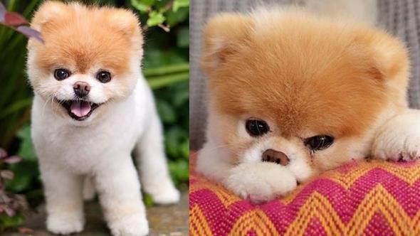 <p>Dünyanın en sevimli köpeği unvanına sahip Boo the Pomeranian'ın internette 17 milyon takipçiye sahipti.</p>

