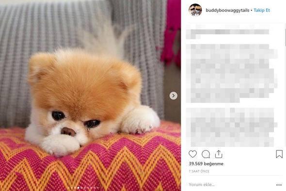 <p>Ailesi, Boo the Pomeranian'ın 18 Ocak Cuma günü hayata gözlerini yumduğunu söyledi.</p>
