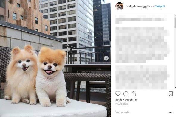 <p>Açıklama Boo the Pomeranian'ın takipçilerini üzüntüye boğdu.</p>
