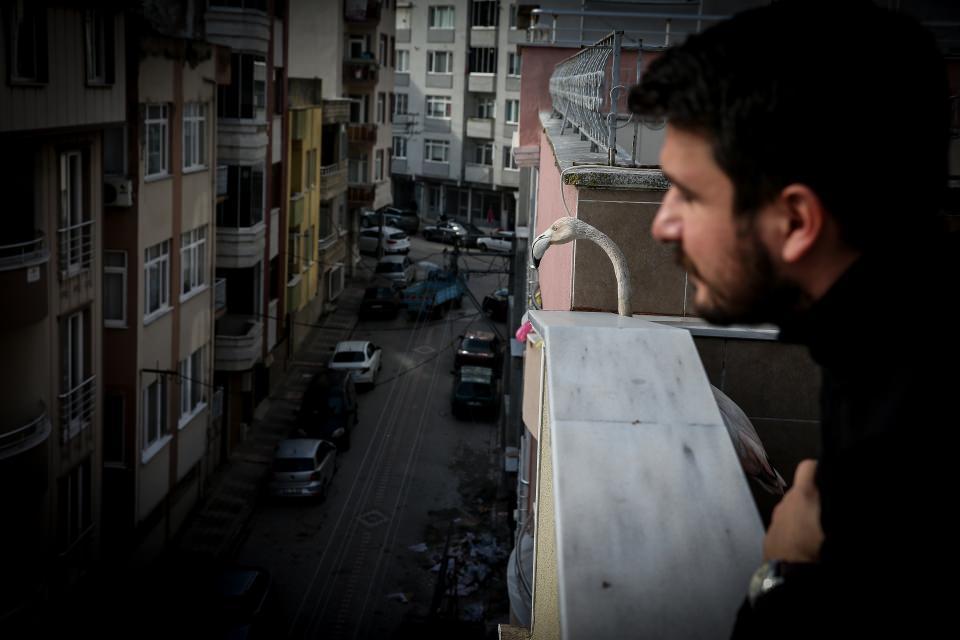 <p><strong>"Eşim elimde flamingoyu görünce çok şaşırdı"</strong></p>
<p>Alper Tüydeş, AA muhabirine yaptığı açıklamada, flamingoyu kanadından yaralanmış bir halde su kenarında bulduğunu söyledi.</p>
<p>Flamingonun kendisini görünce ürktüğünü ve zaman zaman boğulma tehlikesi de geçirdiğini belirten Tüydeş, "Kanlar içinde yorgun ve bitkin düşmüş durumdaydı. Biraz bekledim ve 10 dakika sonra kıyı tarafına doğru geldi. Ben deniz tarafından yaklaşıp saatlerce süren çabalarımın ardından sağ salim flamingoyu kurtardım." ifadesini kullandı.</p>