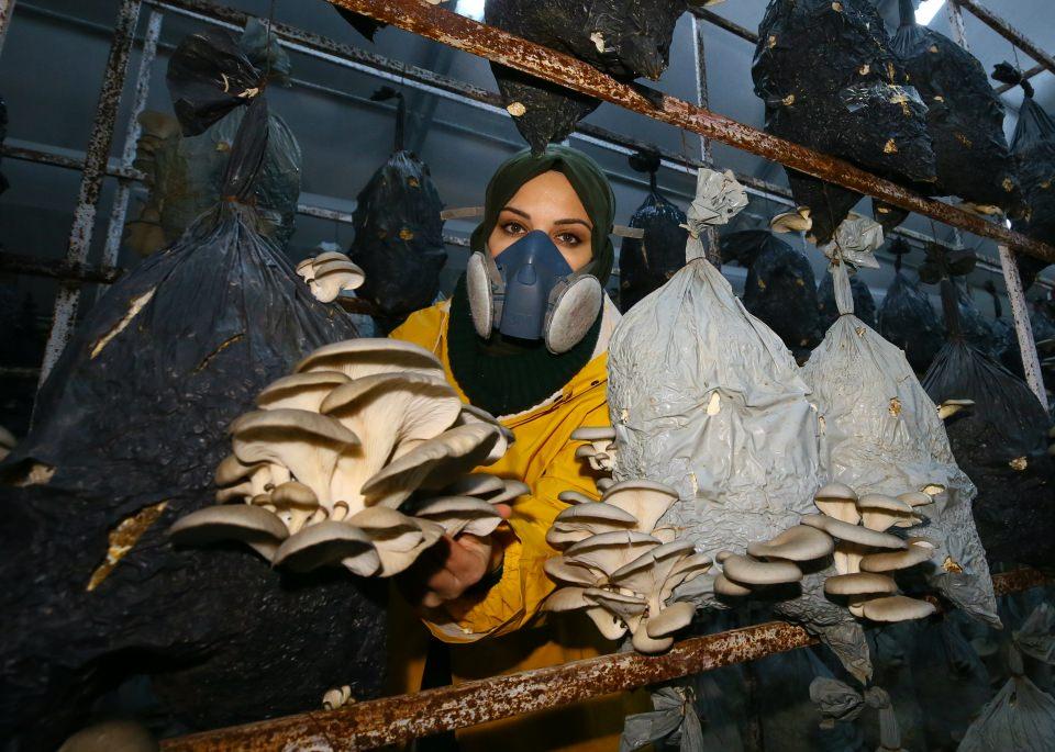 <p>Yaklaşık 100 metrekare alanda istiridye mantarı tesisi kuran Aydın, iki yıldır ortalama 10 ton ürün yetiştiriyor.</p>

<p> </p>
