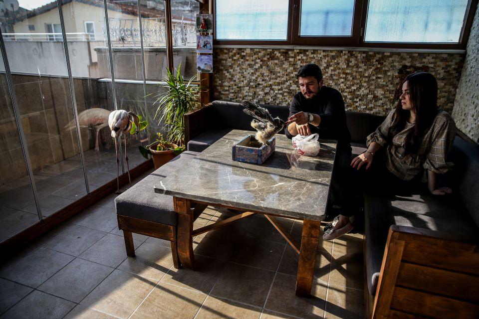 <p>Karacabey Belediyesi personeli olan ve aynı zamanda doğa fotoğrafçılığı yapan Tüydeş, 8 Ocak'ta ilçede Çamlık olarak bilinen ormanlık alanda belediye ekiplerinin yuvasından düşmüş halde bulduğu "Kulaklı Orman Baykuşu" yavrusunu sahiplendi.</p>
<p> </p>