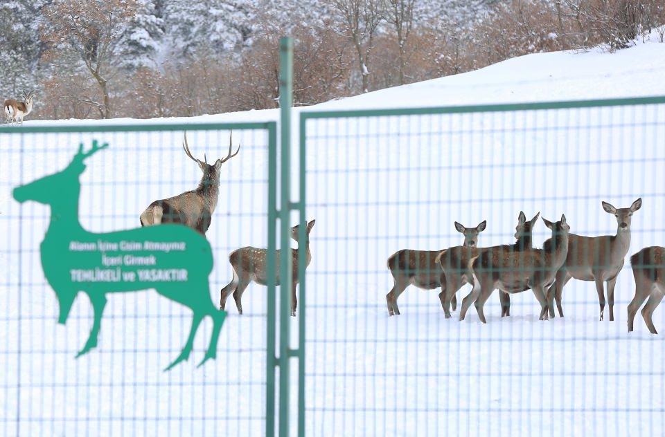 <p>Beyaz örtüyle kaplanan tabiat parkını ziyaret eden vatandaşlar hem piknik yapıyor hem de fauna tanıtım alanındaki yaban hayvanlarını seyrediyor.</p>

<p> </p>
