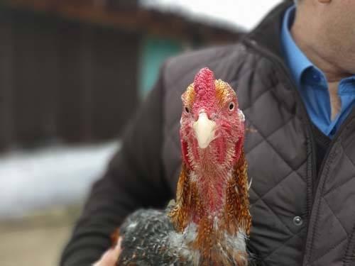 <p>Bursalı bir girişimcinin Brezilya’dan yumurtasını getirerek üretmeyi başardığı dünyanın en büyük tavukları görenleri hayretler içerisinde bırakıyor. </p>

