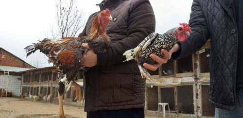 <p>20 yıldır süs tavukları yetiştiriciliği yapan ve çiftliğinde onlarca çeşit süs tavuğu bulunan Ömer Faruk Erdönmez, ismini duyduğu dünyanın en büyük tavuğu olan İndio gigante cinsi tavukların yumurtalarını 4 yıl önce Brezilya’dan ithal etti. Ülkemizde hiç olmayan bu tavukları üretmeye başlayan girişimci, boyları bir metreyi geçen tavuklardan onlarca üretmeyi başardı.</p>
