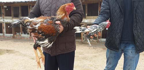 <p>Erdönmez’in yetiştirdiği İndio gigante cinsi tavuklar bir metre 2 santim boyuna ulaştı. İriliğiyle görenlere bu nasıl tavuk dedirten hayvanların çift müzayedede 8 bin 300 liraya satıldı. Normal tavuklardan 3 kat daha büyük olan hayvanlar ülkemizde de büyük rağbet görüyor.</p>

