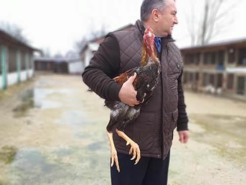 <p>Yetiştirdiği dünyanın en büyük tavuklarını satışa çıkartan girişimci gelen taleplere yetişmekte zorluk çekiyor.</p>
