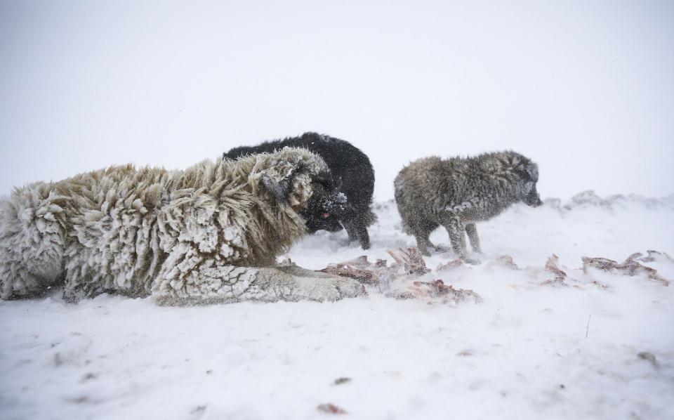 <p>Ankara Elmadağ'da yoğun kar yağışı nedeniyle mahsur kalan sokak hayvanları, AKUT Arama Kurtarma Derneği ekipleri ve bir hayvanseverin yoğun çabası sonucu telef olmaktan kurtarıldı.</p>

