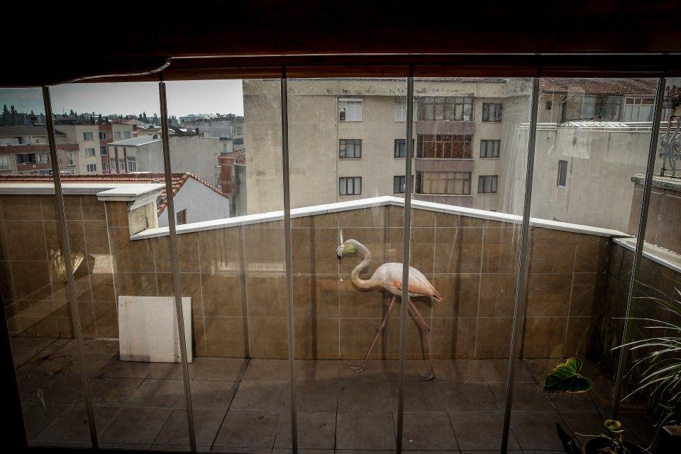 <p>Boğazdaki dalgaların kıyıya vurduğu, bitkin düşmüş flamingoyu uzun uğraşlar sonucu yakalayan Tüydeş, bir veteriner yardımıyla tedavisini yaptırdı.</p>
<p> </p>